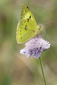 <i>Colias hyale/alfacariensis</i>