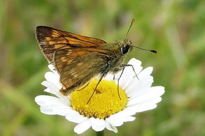 <i>Ochlodes sylvanus</i>