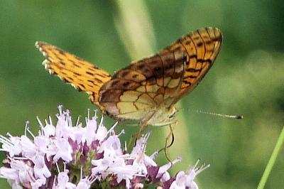 <i>Brenthis daphne</i>