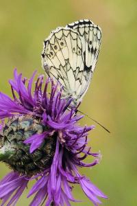 <i>Melanargia galathea</i>