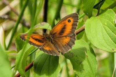 Pyronia tithonus
