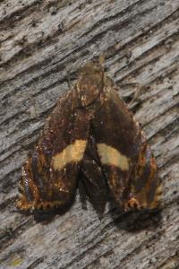 <i>Dichrorampha alpinana</i>