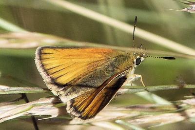 <i>Thymelicus lineola</i>