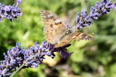 <i>Vanessa cardui</i>
