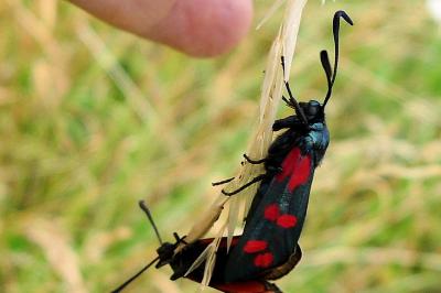 <i>Zygaena</i>