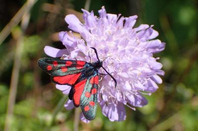 <i>Zygaena filipendulae</i>