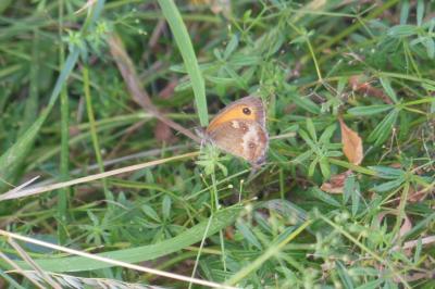 <i>Pyronia tithonus</i>