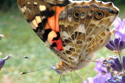 <i>Vanessa cardui</i>