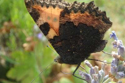 <i>Aglais urticae</i>