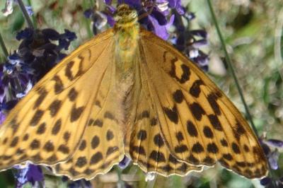 <i>Argynnis paphia</i>