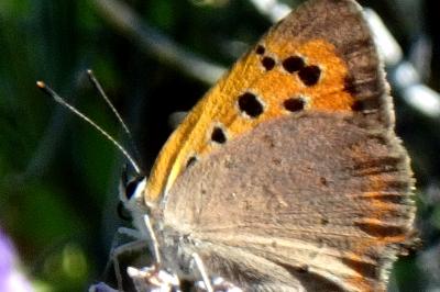 <i>Lycaena phlaeas</i>
