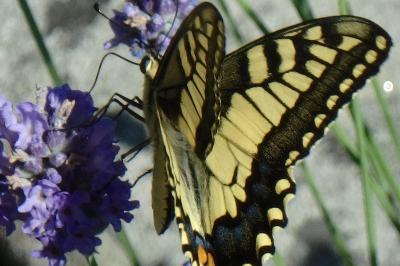 <i>Papilio machaon</i>
