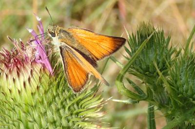 <i>Thymelicus lineola</i>