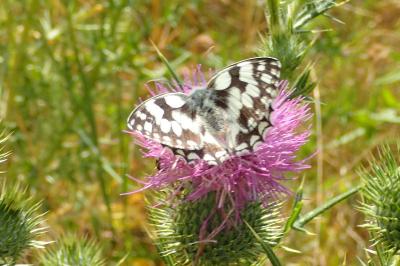 <i>Melanargia galathea</i>