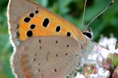 <i>Lycaena phlaeas</i>