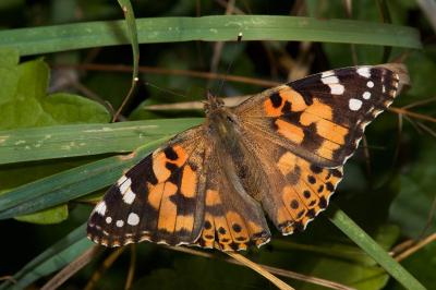 <i>Vanessa cardui</i>