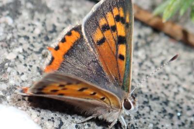 <i>Lycaena phlaeas</i>
