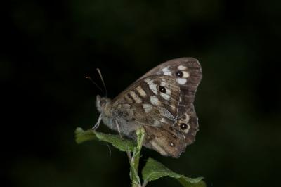 <i>Pararge aegeria</i>