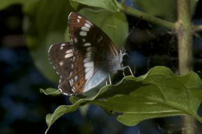 <i>Limenitis camilla</i>