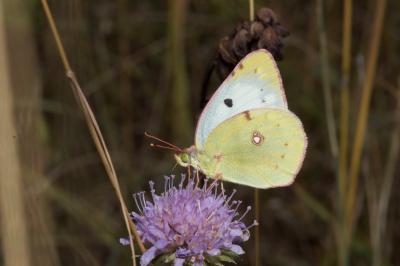 <i>Colias hyale/alfacariensis</i>