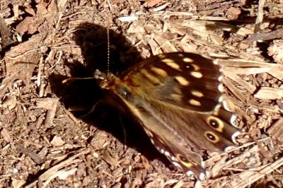 <i>Pararge aegeria</i>