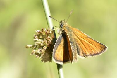 <i>Thymelicus lineola</i>