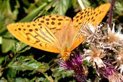 <i>Argynnis paphia</i>