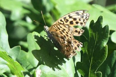 <i>Argynnis paphia</i>