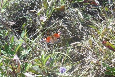 <i>Aglais io</i>