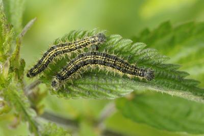 <i>Aglais urticae</i>