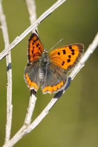 <i>Lycaena phlaeas</i>