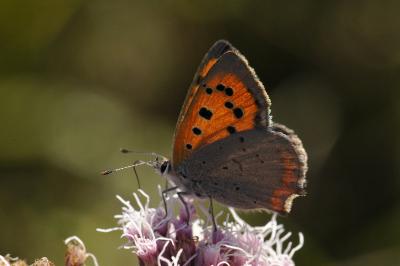 <i>Lycaena phlaeas</i>
