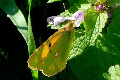 <i>Colias</i>
