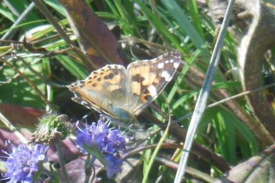 <i>Vanessa cardui</i>
