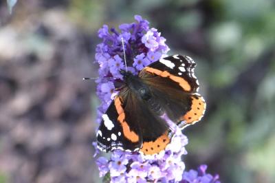 <i>Vanessa atalanta</i>