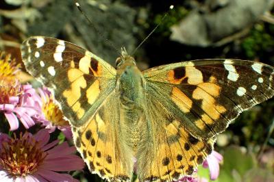<i>Vanessa cardui</i>