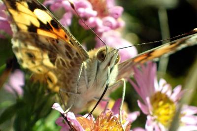 <i>Vanessa cardui</i>