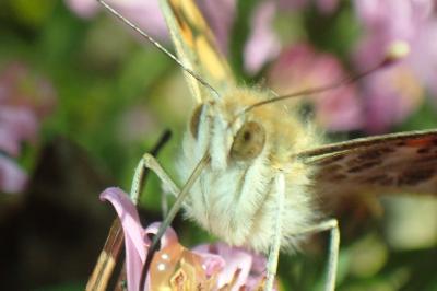 <i>Vanessa cardui</i>