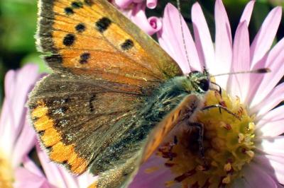 <i>Lycaena phlaeas</i>