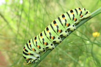 <i>Papilio machaon</i>
