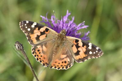 <i>Vanessa cardui</i>