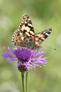 <i>Vanessa cardui</i>
