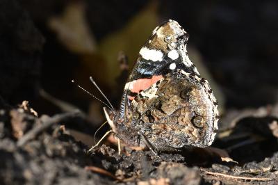 <i>Vanessa atalanta</i>