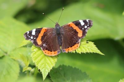 Vanessa atalanta