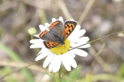 Lycaena phlaeas