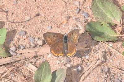 Lycaena alciphron