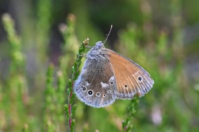 Coenonympha tullia