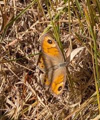 <i>Lasiommata maera</i>