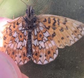 <i>Boloria selene</i>