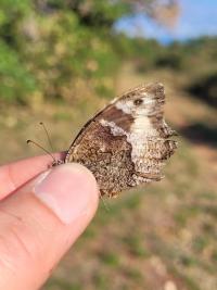 <i>Hipparchia fagi</i>